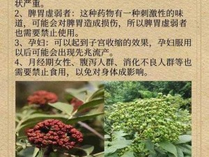 中药吴茱萸的奥秘：揭秘其功效与作用对健康的积极影响