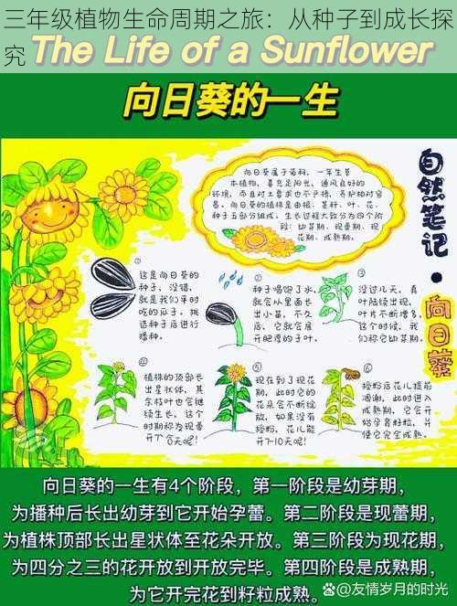 三年级植物生命周期之旅：从种子到成长探究