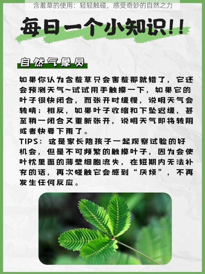 含羞草的使用：轻轻触碰，感受奇妙的自然之力