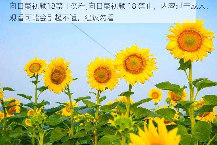 向日葵视频18禁止勿看;向日葵视频 18 禁止，内容过于成人，观看可能会引起不适，建议勿看