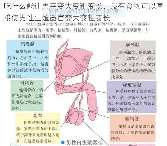 吃什么能让男幸变大变粗变长、没有食物可以直接使男性生殖器官变大变粗变长