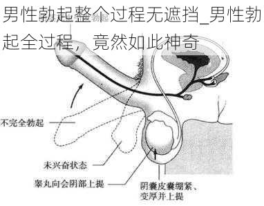 男性勃起整个过程无遮挡_男性勃起全过程，竟然如此神奇