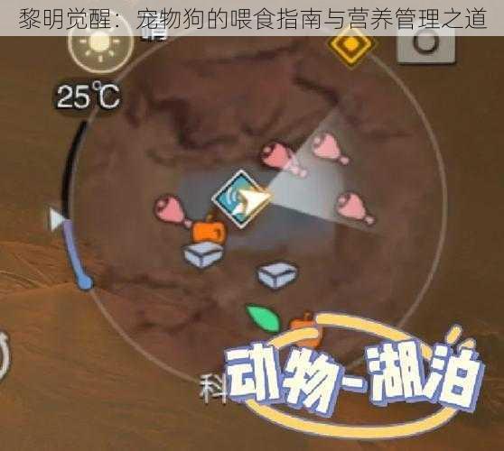 黎明觉醒：宠物狗的喂食指南与营养管理之道